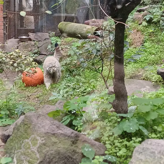 A photograph of Bohus in Budapest Zoo &amp; Botanical Garden