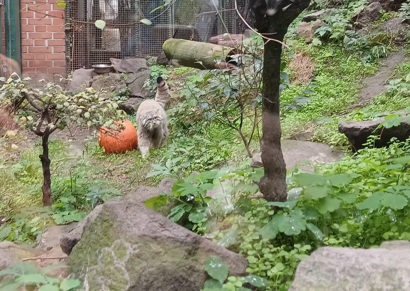 A photograph of Bohus in Budapest Zoo &amp; Botanical Garden