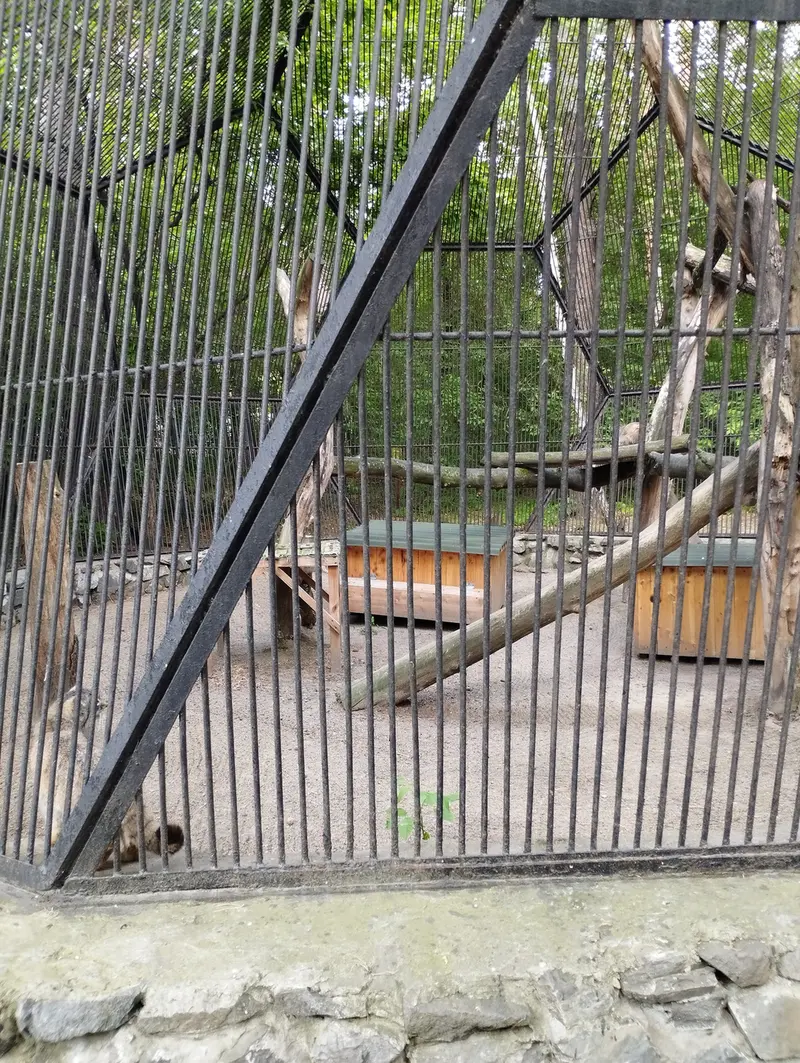 A photograph of a Pallas's cat in Novosibirsk Zoo