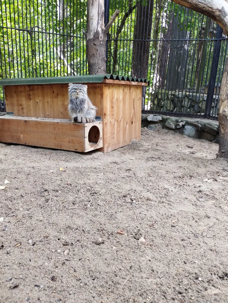 A photograph of a Pallas's cat in Novosibirsk Zoo