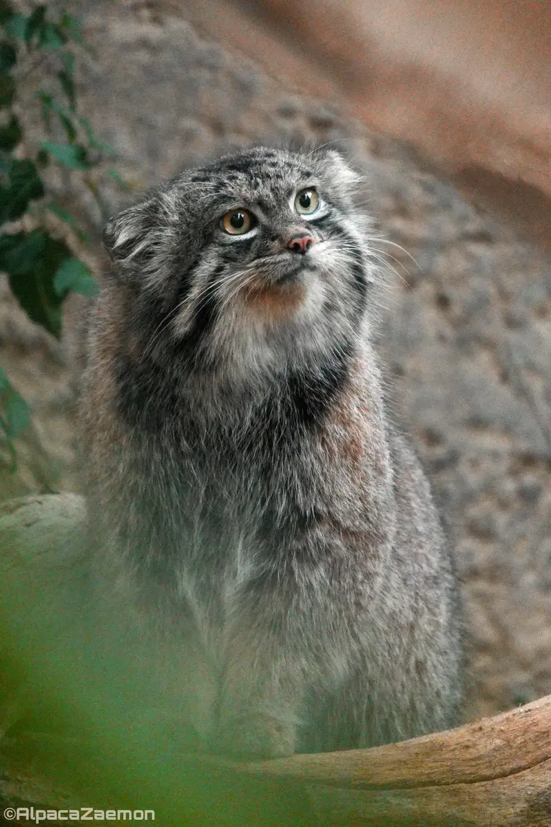 A photograph of Nar in Kobe Animal Kingdom