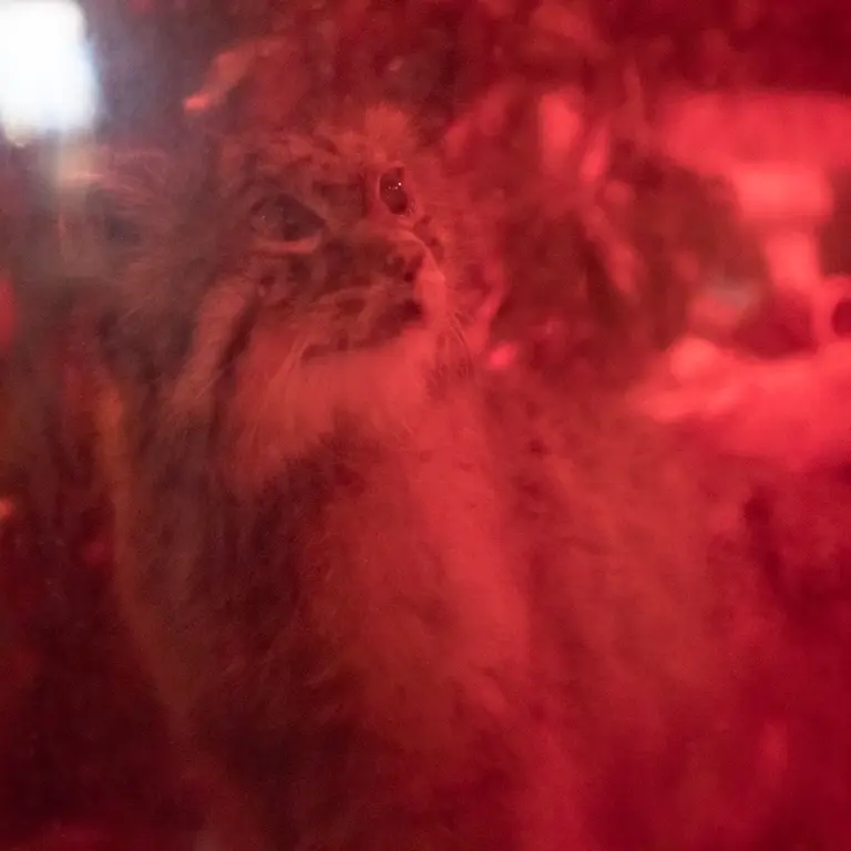 A photograph of Naim in Ueno Zoological Gardens
