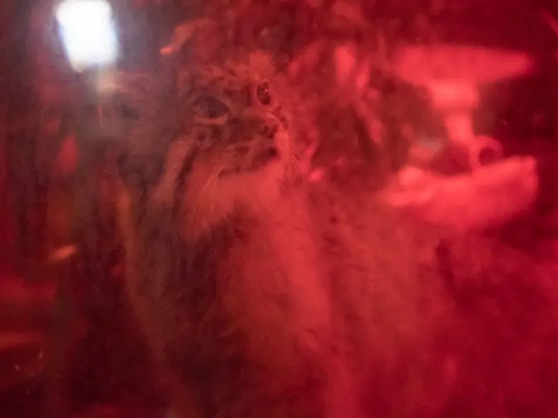 A photograph of Naim in Ueno Zoological Gardens