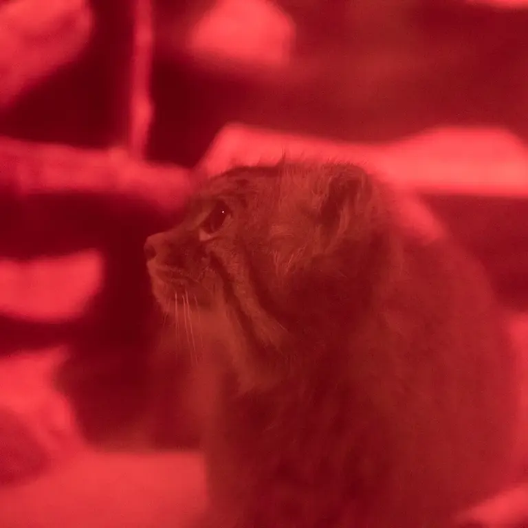 A photograph of Naim in Ueno Zoological Gardens