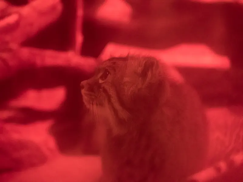 A photograph of Naim in Ueno Zoological Gardens