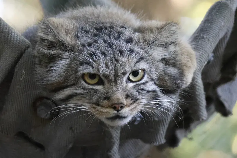 A photograph of a Pallas's cat in Novosibirsk Zoo