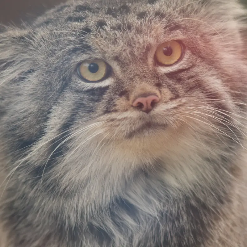 A photograph of Nar in Kobe Animal Kingdom
