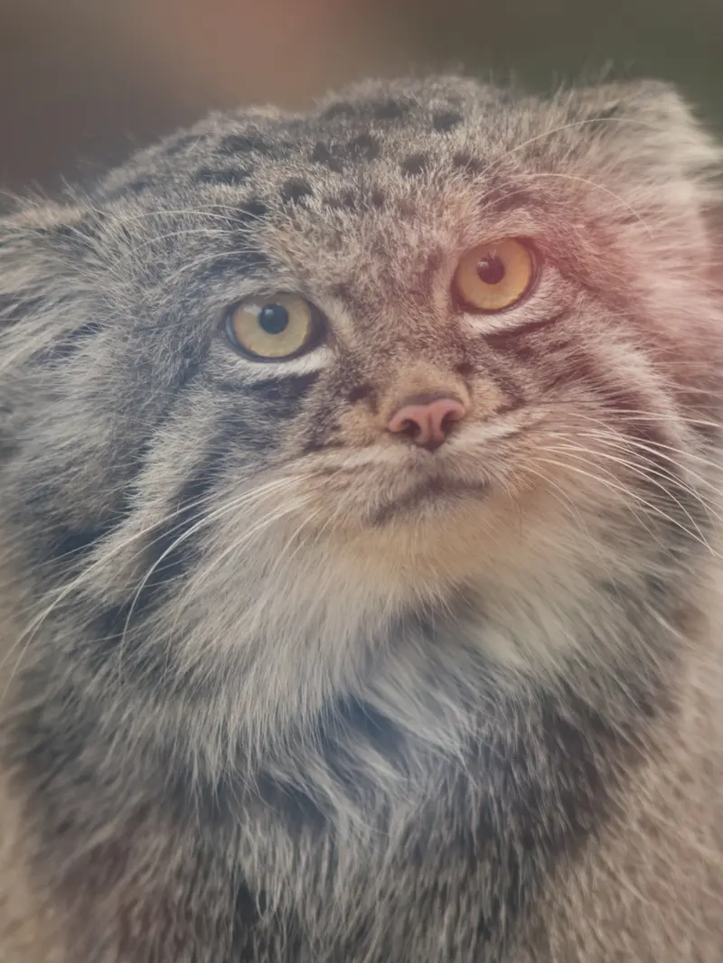 A photograph of Nar in Kobe Animal Kingdom