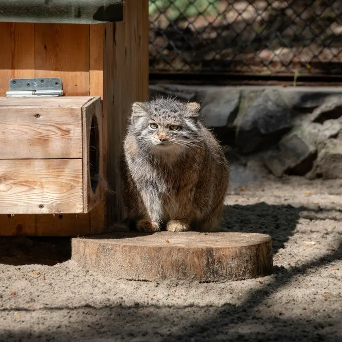 A photograph of Mia in Novosibirsk Zoo