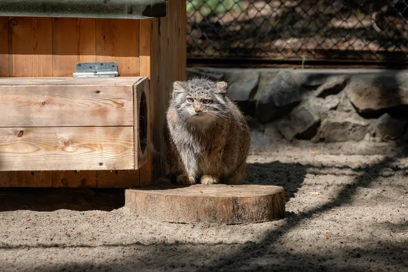 A photograph of Mia in Novosibirsk Zoo