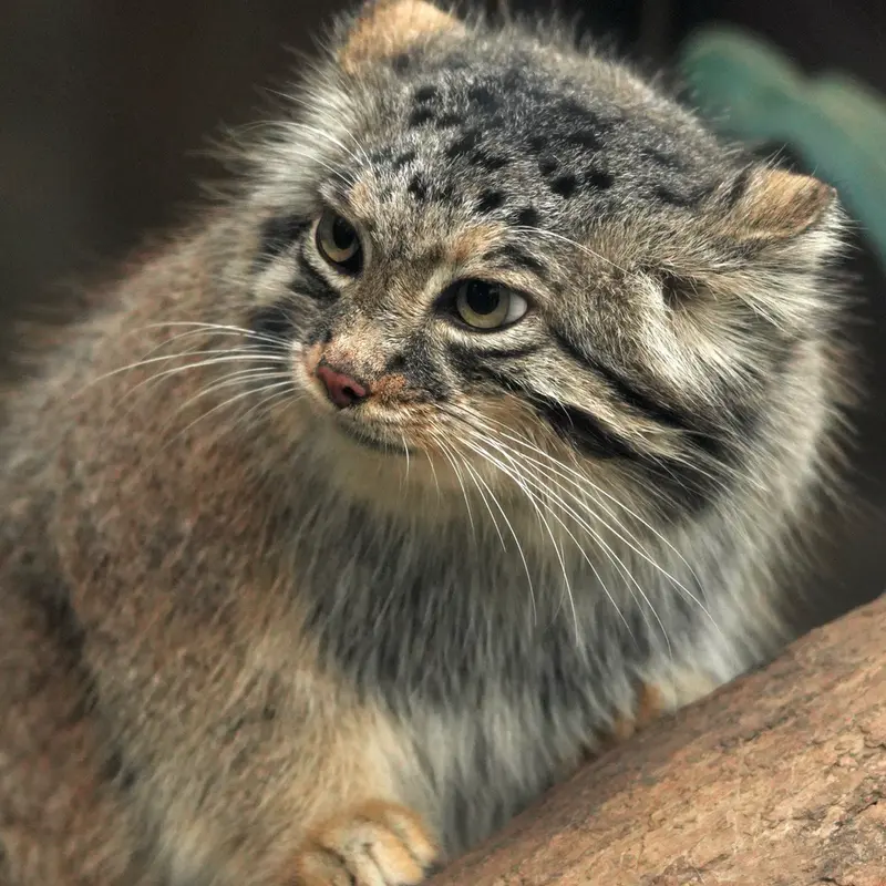 A photograph of Az in Kobe Animal Kingdom
