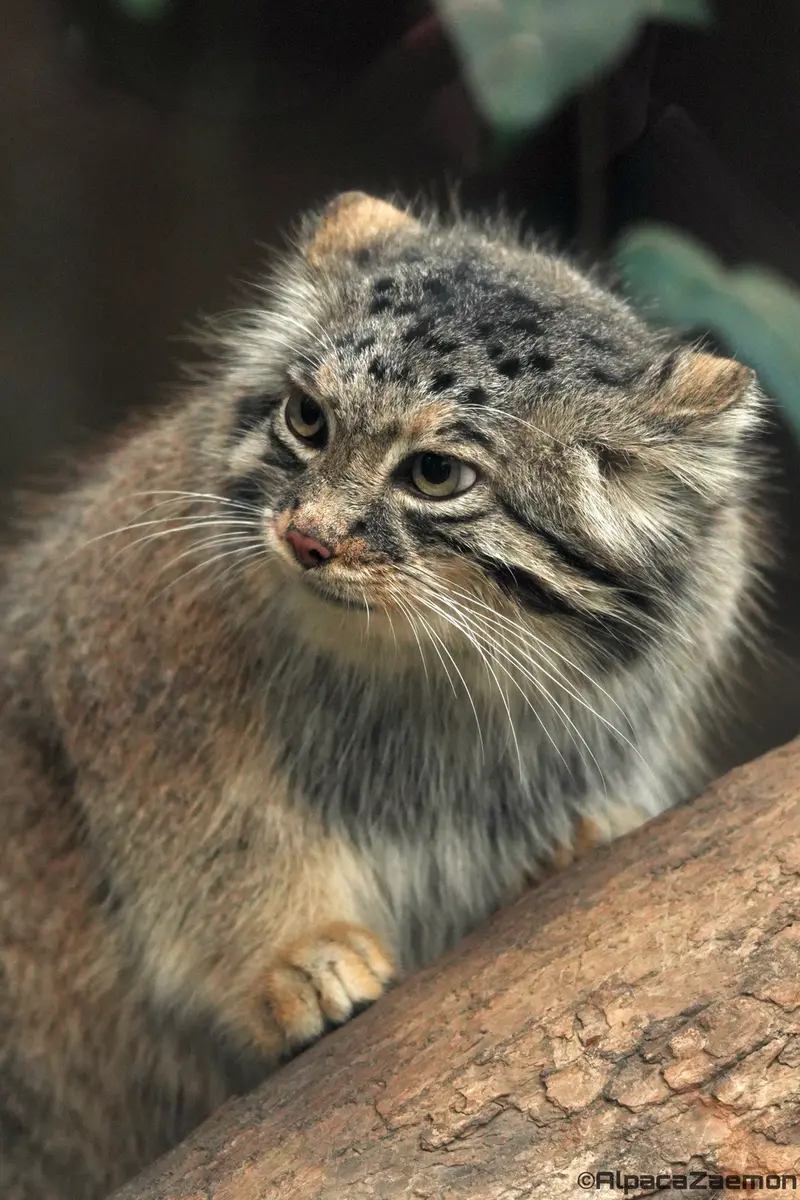 A photograph of Az in Kobe Animal Kingdom