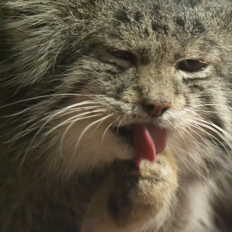 A photograph of Klyon in Ueno Zoological Gardens
