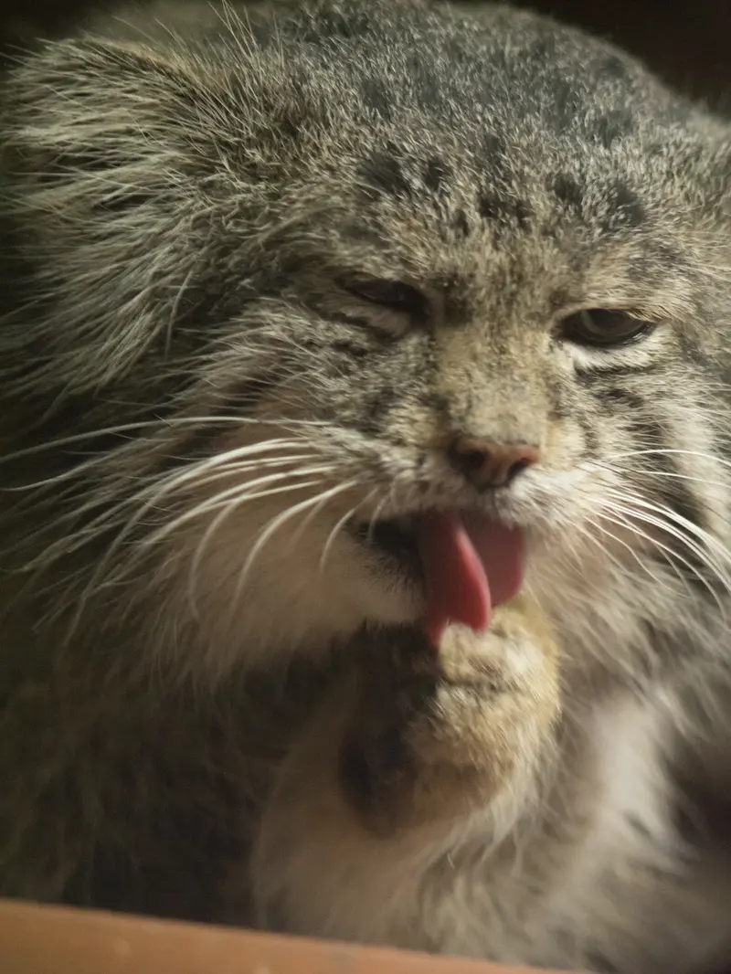 A photograph of Klyon in Ueno Zoological Gardens