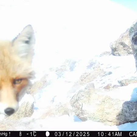A photograph of Red fox from Zhundy 2 camera trap