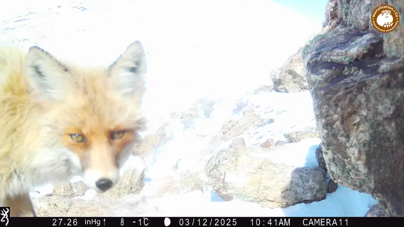 A photograph of Red fox from Zhundy 2 camera trap