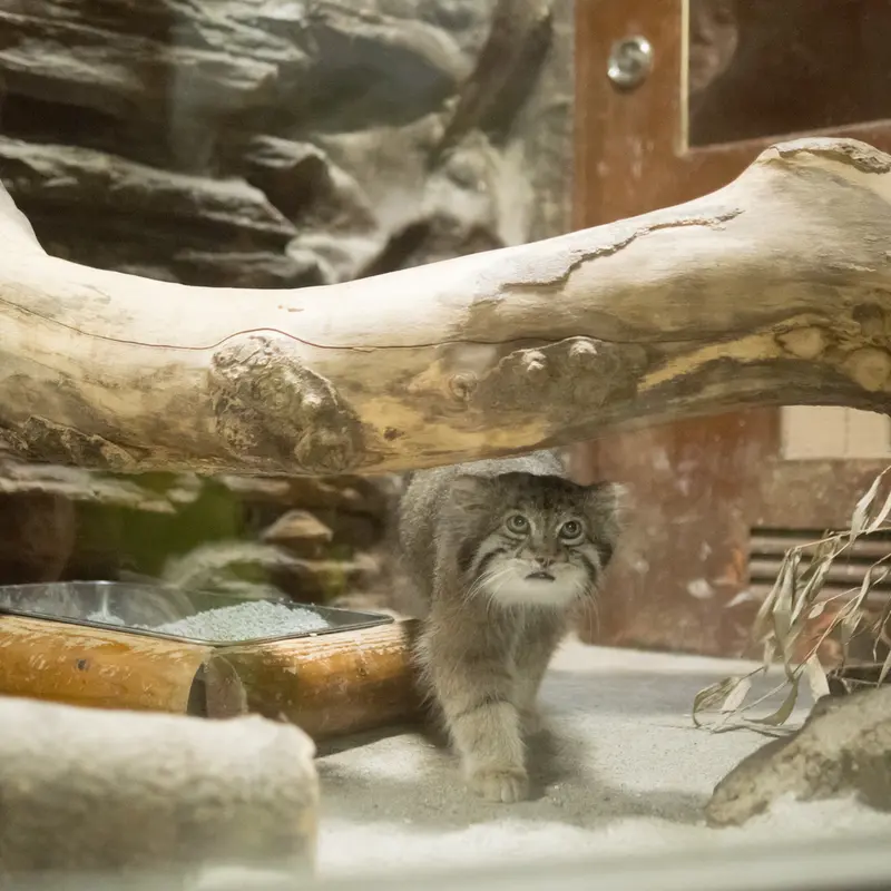 A photograph of Klyon in Ueno Zoological Gardens