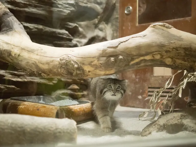 A photograph of Klyon in Ueno Zoological Gardens