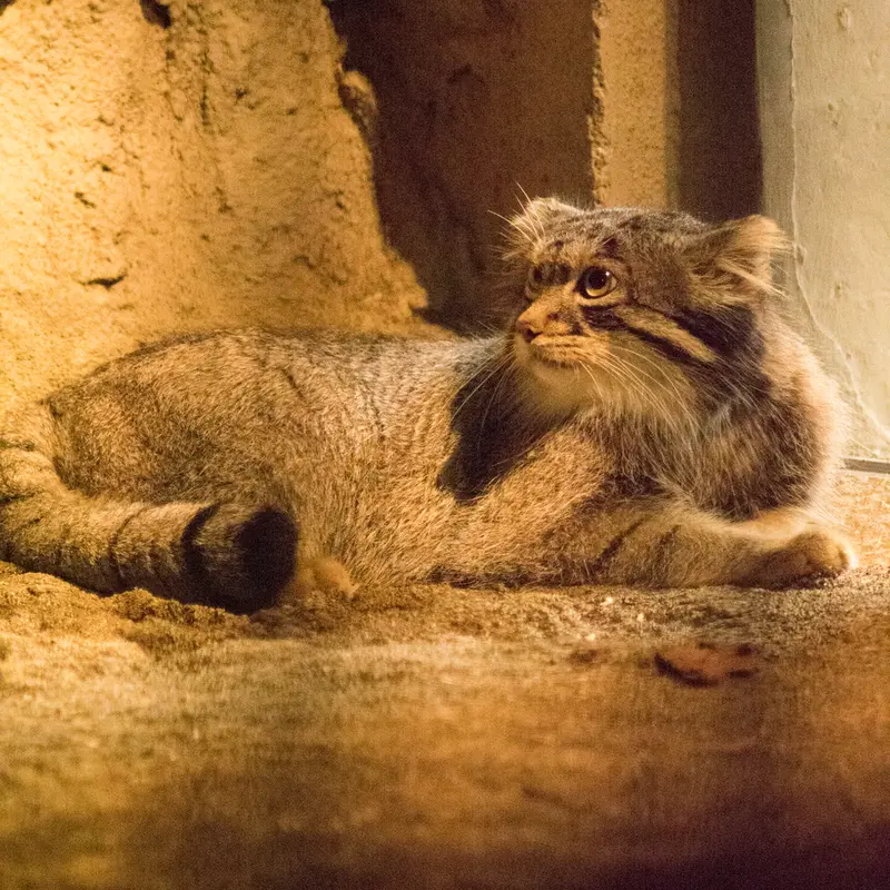 A photograph of Figa in Nogeyama Zoo