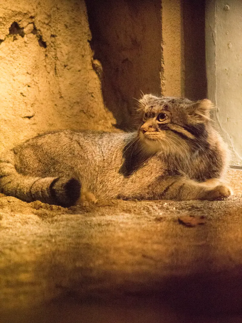 A photograph of Figa in Nogeyama Zoo