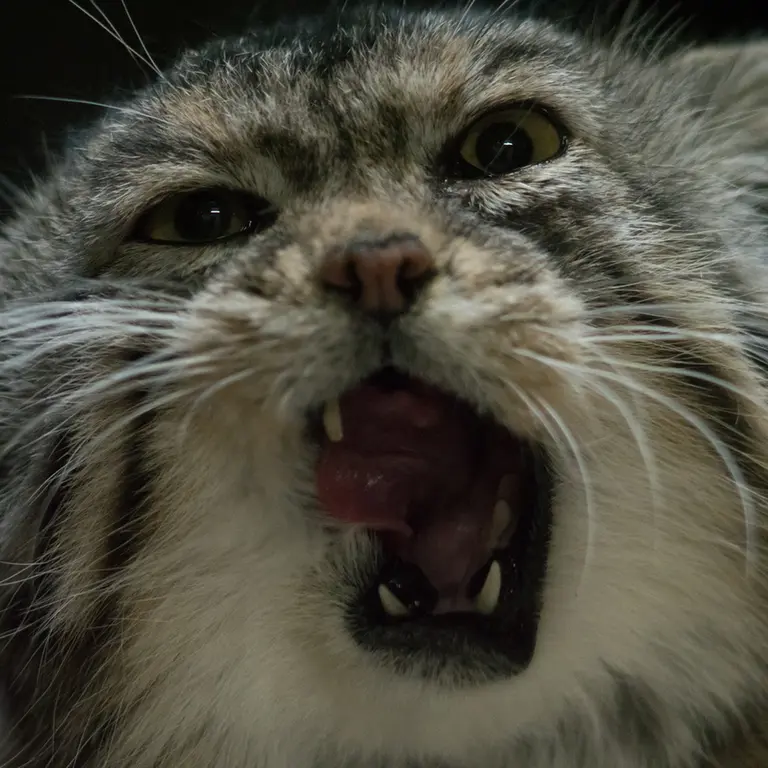 A photograph of Primula in Ueno Zoological Gardens