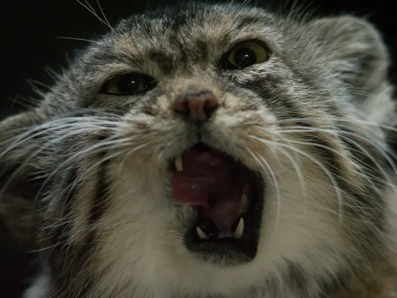 A photograph of Primula in Ueno Zoological Gardens