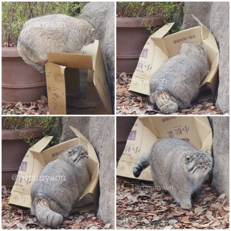 A photograph of Oliva in Saitama Children's Zoo