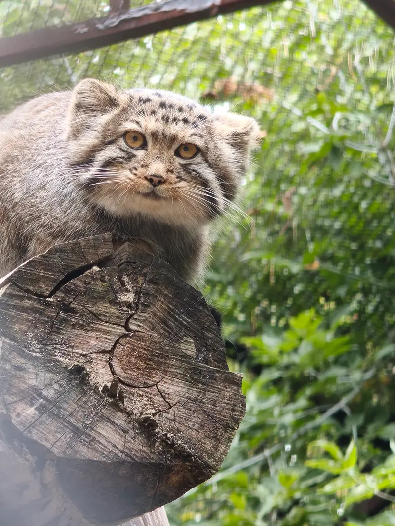 A photograph of a Pallas's cat in Novosibirsk Zoo