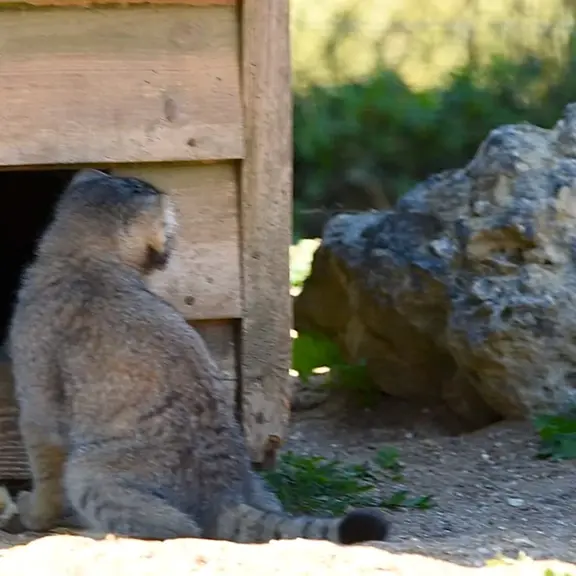 A photograph of a Pallas's cat in Port Lympne Wild Animal Park