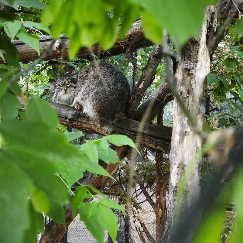 A photograph of Snezhinka in Novosibirsk Zoo