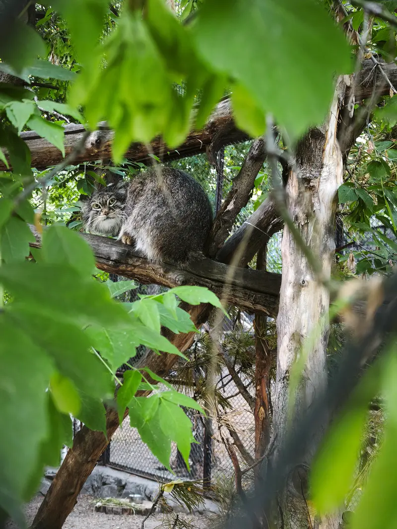 A photograph of Snezhinka in Novosibirsk Zoo