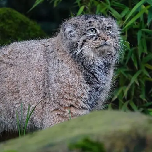 A photograph of Poes in Rotterdam Zoo