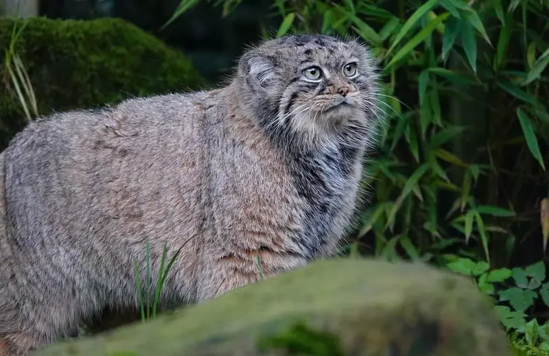 A photograph of Poes in Rotterdam Zoo