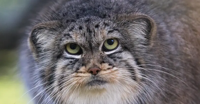 A photograph of a Pallas's cat