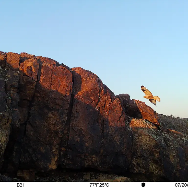 A photograph of Long-legged buzzard from Aktas-Kunkora [new] camera trap