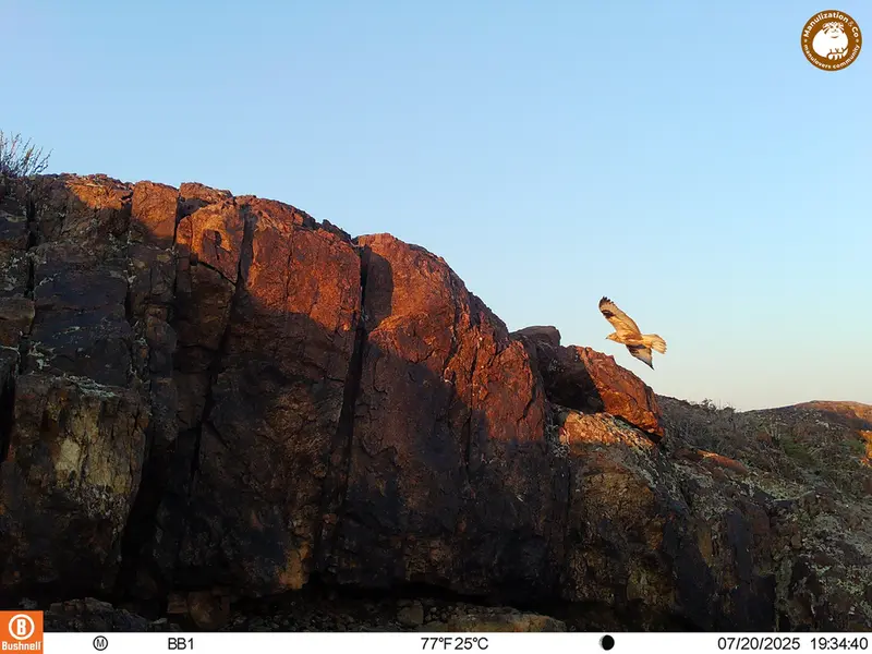 A photograph of Long-legged buzzard from Aktas-Kunkora [new] camera trap
