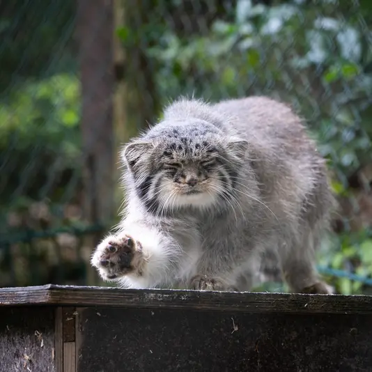 A photograph of Batu in Opel Zoo
