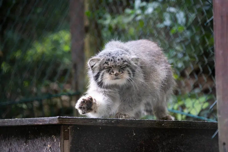 A photograph of Batu in Opel Zoo