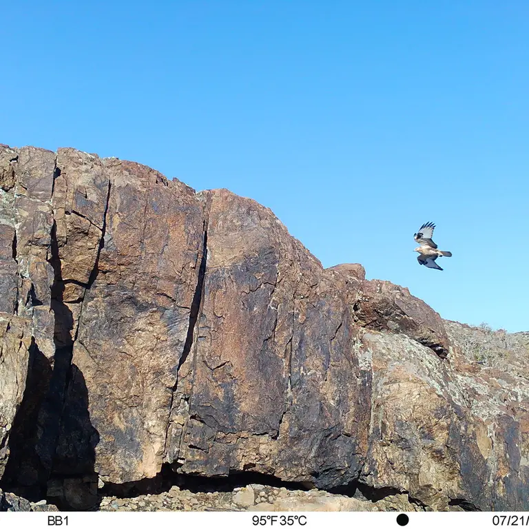 A photograph of Long-legged buzzard from Aktas-Kunkora [new] camera trap