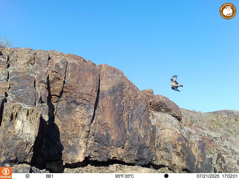 A photograph of Long-legged buzzard from Aktas-Kunkora [new] camera trap