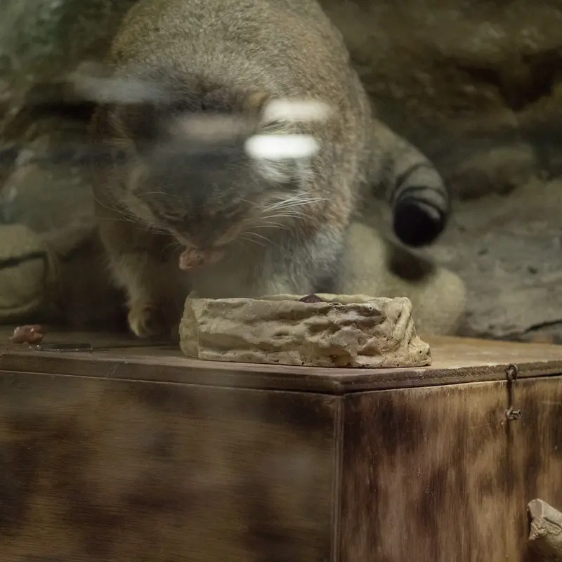 A photograph of Primula in Ueno Zoological Gardens