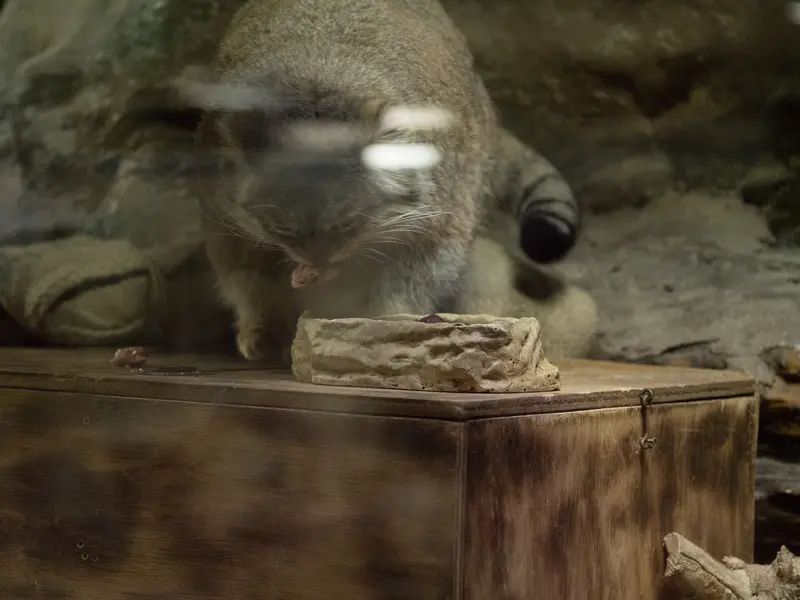 A photograph of Primula in Ueno Zoological Gardens