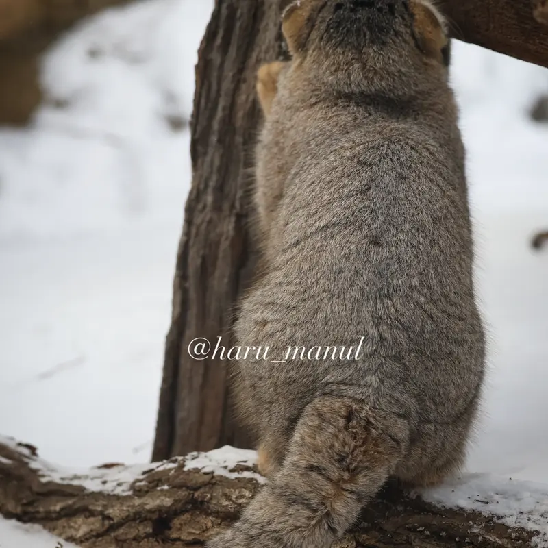 A photograph of Nagomu in Nasu Animal Kingdom