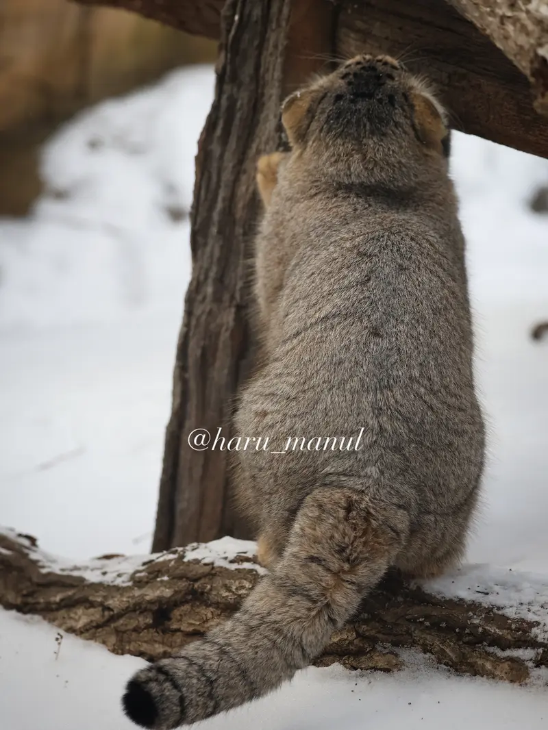 A photograph of Nagomu in Nasu Animal Kingdom