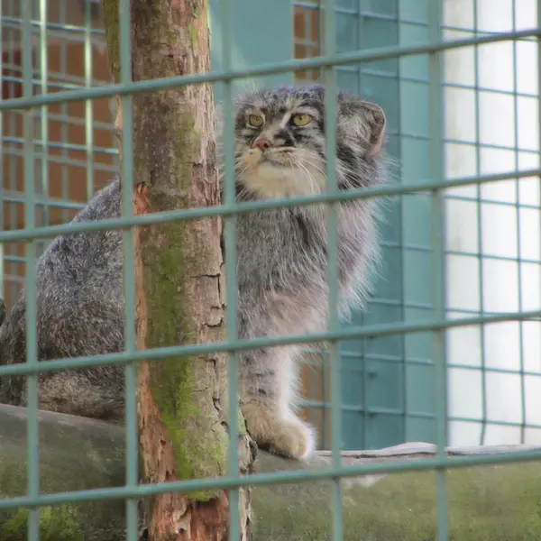 A photograph of a Pallas's cat in Tierpark Berlin