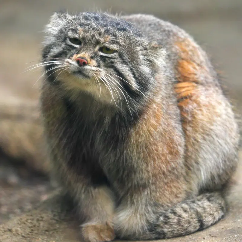 A photograph of Nar in Kobe Animal Kingdom