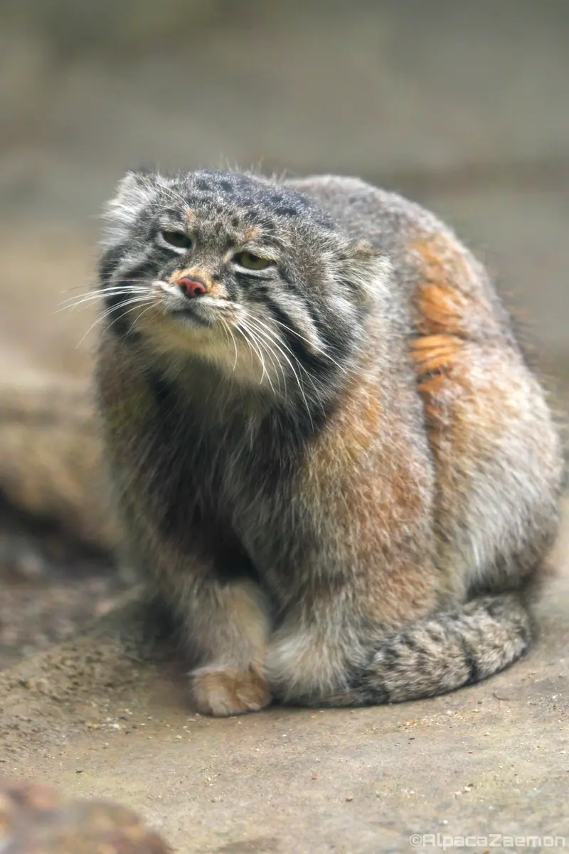 A photograph of Nar in Kobe Animal Kingdom