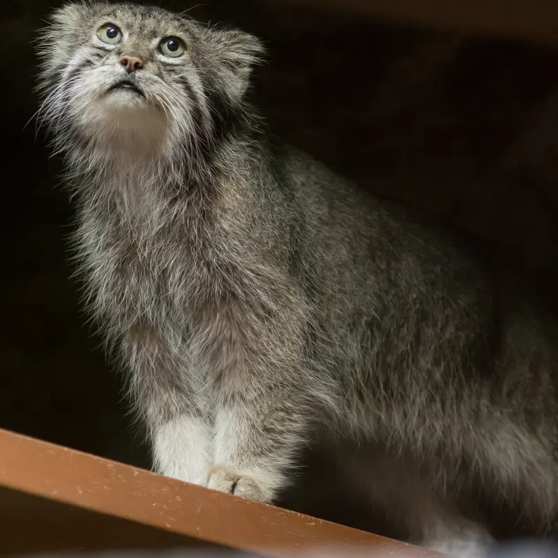 A photograph of Klyon in Ueno Zoological Gardens