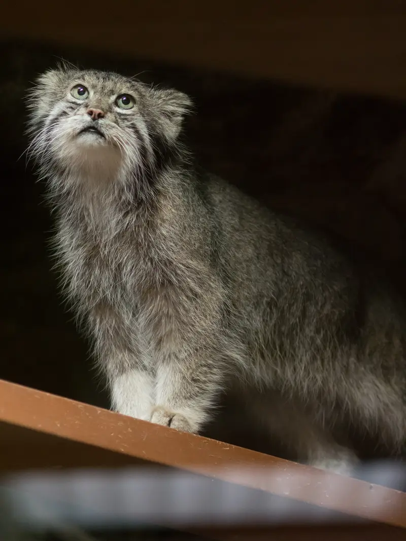 A photograph of Klyon in Ueno Zoological Gardens