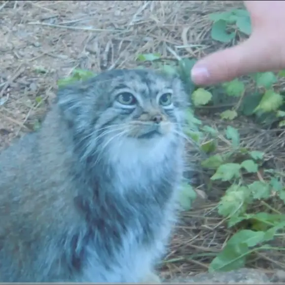 A photograph of Nadia in Cheyenne Mountain Zoo